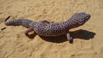 Leopardengeckos