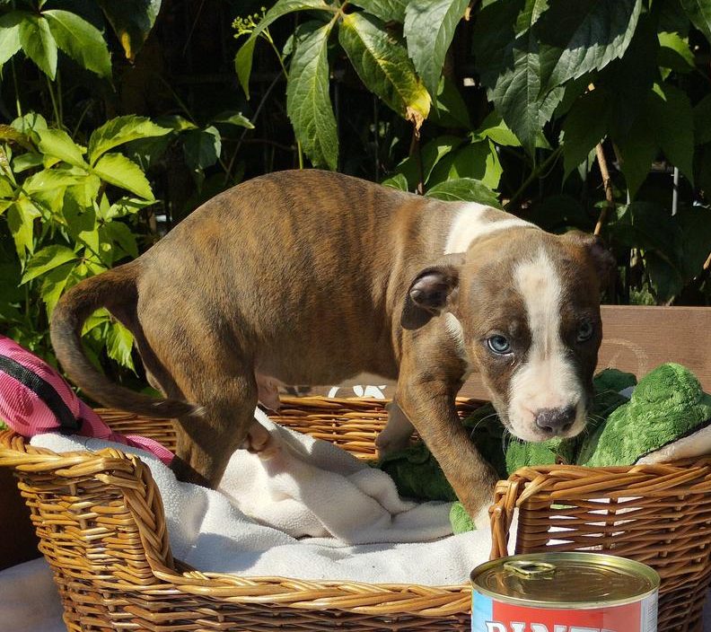 American Staffordshire Terrier-Mix Harry