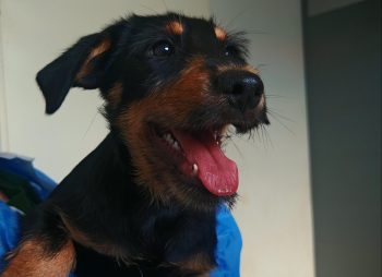 Canelo