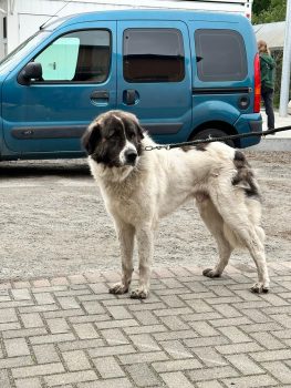 Ajax