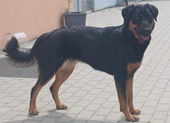 Mayla