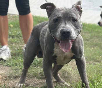 Odin