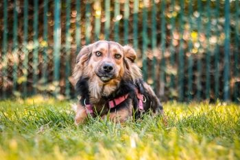 Carmelita ( Carmi)