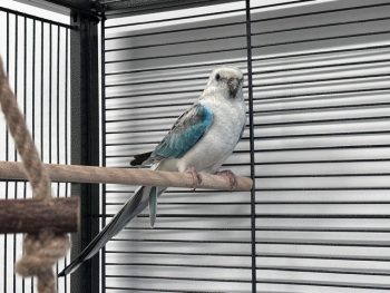 Vögel