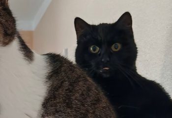 Blacky