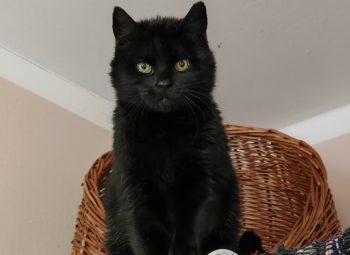 Mausbert