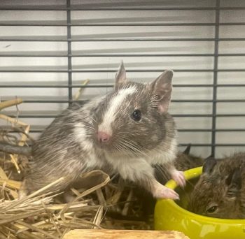 Degus