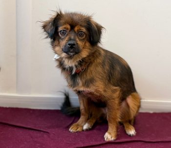 Carlotta