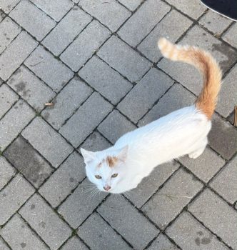 Cashew